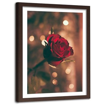 Obraz w ramie brązowej FEEBY, Czerwona Róża Kwiat Natura 40x60 - Feeby