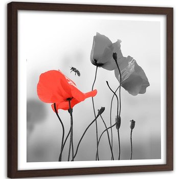 Obraz w ramie brązowej FEEBY, Czerwone Maki Kwiaty 50x50 - Feeby