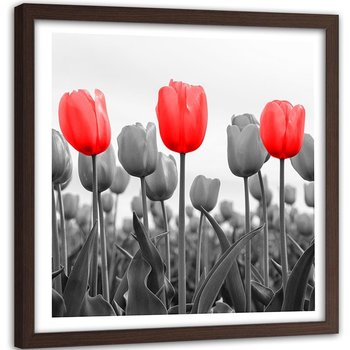 Obraz w ramie brązowej FEEBY, Czerwone Tulipany na łące 60x60 - Feeby