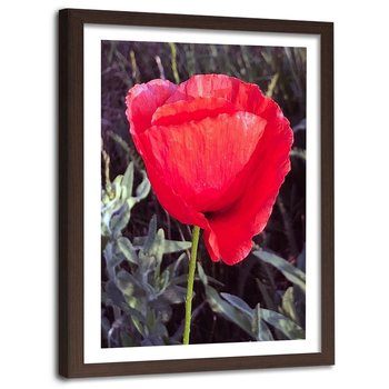 Obraz w ramie brązowej FEEBY, Czerwony Kwiat Maku Natura 40x60 - Feeby