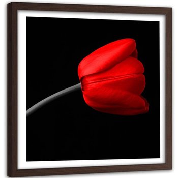 Obraz w ramie brązowej FEEBY, Czerwony Tulipan Czarne Tło 50x50 - Feeby