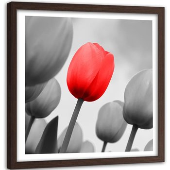 Obraz w ramie brązowej FEEBY, Czerwony Tulipan Kwiat 60x60 - Feeby