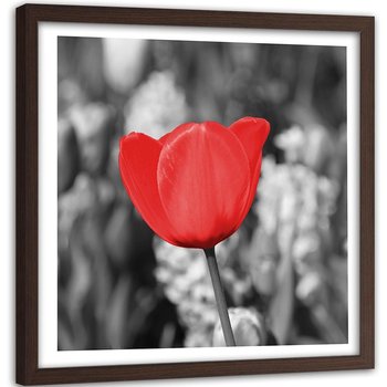 Obraz w ramie brązowej FEEBY, Czerwony Tulipan na łące 80x80 - Feeby
