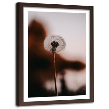 Obraz w ramie brązowej FEEBY, Dmuchawiec Kwiat Roślina 80x120 - Feeby