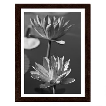 Obraz w ramie brązowej FEEBY Dwie lilie wodne, 40x60 cm - Feeby