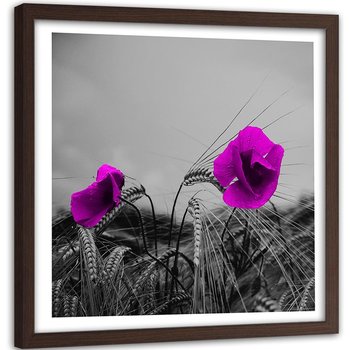 Obraz w ramie brązowej FEEBY, Fioletowe Maki Kwiaty 80x80 - Feeby