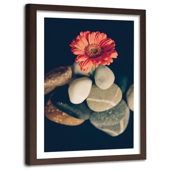 Obraz w ramie brązowej FEEBY, Gerbera Kwiat Kamienie 40x60 - Feeby