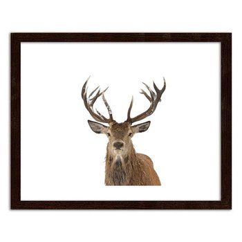 Obraz w ramie brązowej FEEBY Głowa jelenia na białym tle, 50x40 cm - Feeby