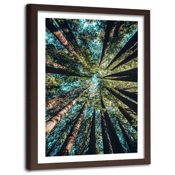 Obraz w ramie brązowej FEEBY, Konary wysokich drzew, 40x60 cm - Feeby