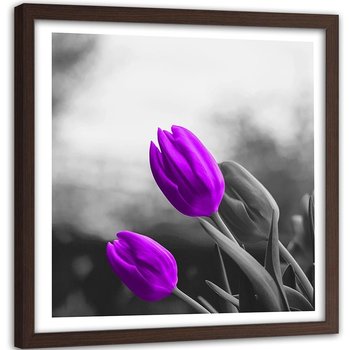 Obraz w ramie brązowej FEEBY, Kwiaty Fioletowe Tulipany 60x60 - Feeby