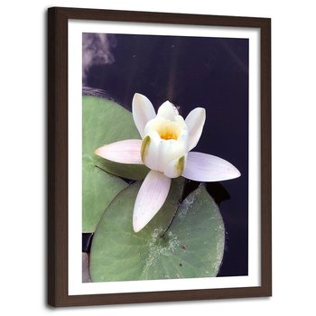 Obraz w ramie brązowej FEEBY, Lilia Wodna Kwiat Staw 40x60 - Feeby