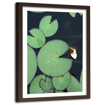Obraz w ramie brązowej FEEBY, Liście lilii wodnej, 60x90 cm - Feeby
