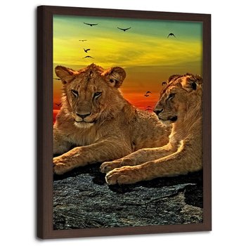 Obraz w ramie brązowej FEEBY, Lwy Afryka Zwierzęta 20x30 - Feeby