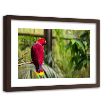 Obraz w ramie brązowej FEEBY, Papuga Raj Ptaki Natura 90x60 - Feeby
