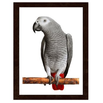 Obraz w ramie brązowej FEEBY Papuga żako, 21x29,7 cm - Feeby