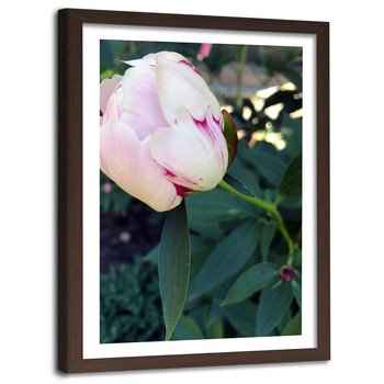 Obraz w ramie brązowej FEEBY, Piwonia Kwiat różowy 40x60 - Feeby