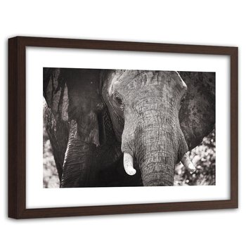 Obraz w ramie brązowej FEEBY, Słoń Afryka Czarno Biały 60x40 - Feeby