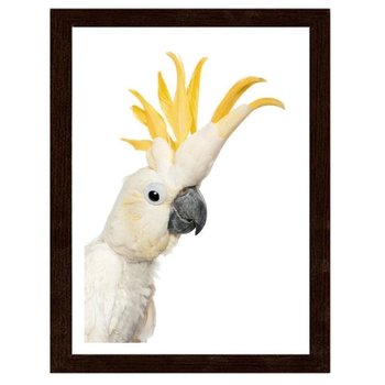 Obraz w ramie brązowej FEEBY, Sulphur crested kakadu, 80x120 cm - Feeby