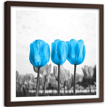 Obraz w ramie brązowej FEEBY, Trzy Tulipany Natura 50x50 - Feeby