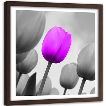 Obraz w ramie brązowej FEEBY, Tulipan Fioletowy Szary 60x60 - Feeby