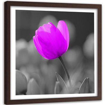 Obraz w ramie brązowej FEEBY, Tulipan Kwiat Fioletowy 50x50 - Feeby
