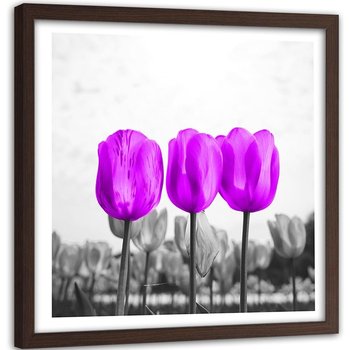Obraz w ramie brązowej FEEBY, Tulipany Łąka Natura Kwiat 80x80 - Feeby