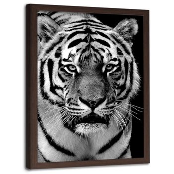 Obraz w ramie brązowej FEEBY, Tygrys Afryka Czarno Biały 80x120 - Feeby