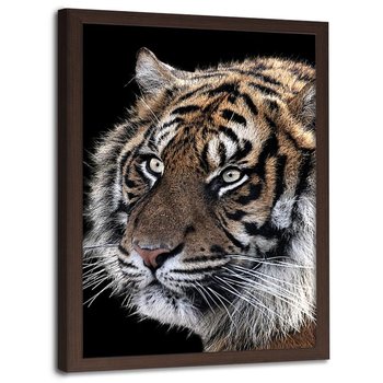 Obraz w ramie brązowej FEEBY, Tygrys Zwierzęta Natura 60x90 - Feeby