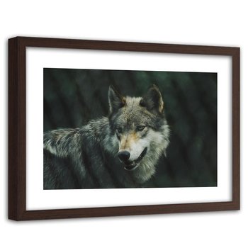 Obraz w ramie brązowej FEEBY, Wilk Zwierzęta Natura 60x40 - Feeby