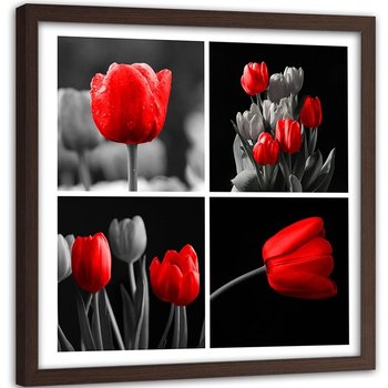 Obraz w ramie brązowej FEEBY, Zestaw czerwonych tulipanów 80x80 - Feeby