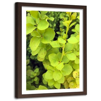 Obraz w ramie brązowej FEEBY, Zielona roślina, 80x120 cm - Feeby