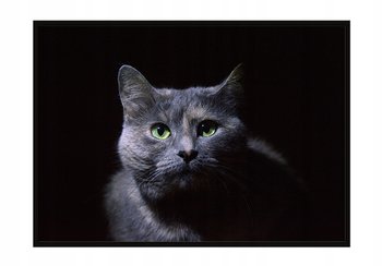 Obraz w ramie czarnej E-DRUK, Kot, 33x43 cm, P1407 - e-druk