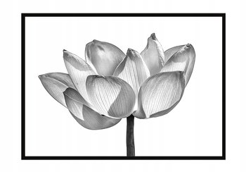 Obraz w ramie czarnej E-DRUK, Kwiat, 33x43 cm, P1044 - e-druk