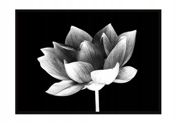 Obraz w ramie czarnej E-DRUK, Kwiat, 43x33 cm, P911 - e-druk