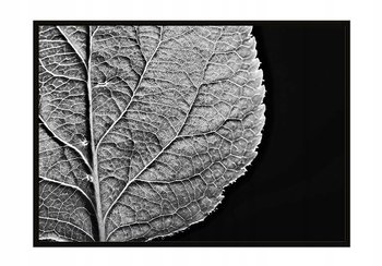 Obraz w ramie czarnej E-DRUK, Liść, 43x33 cm, P908 - e-druk