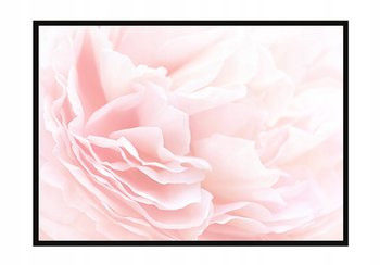 Obraz w ramie czarnej E-DRUK, Róża, 53x73 cm, P1218 - e-druk