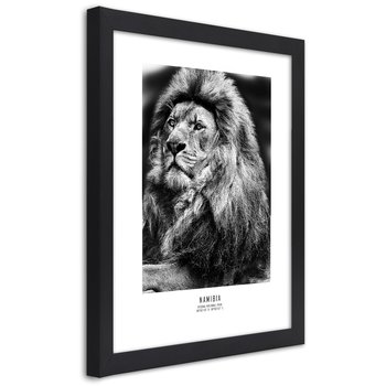 Obraz w ramie czarnej FEEBY, Afryka Lew Zwierzęta 70x100 - Feeby