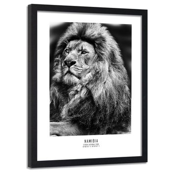 Obraz w ramie czarnej FEEBY, Afryka Lew Zwierzęta 80x120 - Feeby