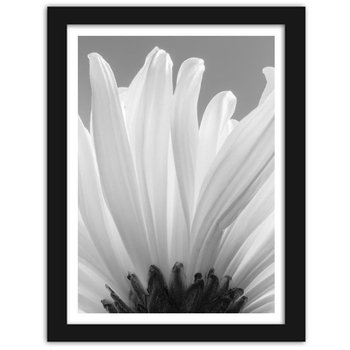 Obraz w ramie czarnej FEEBY Białe chryzantemy 2, 40x60 cm - Feeby