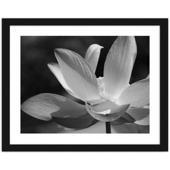 Obraz w ramie czarnej FEEBY Białe lilie, 50x40 cm - Feeby