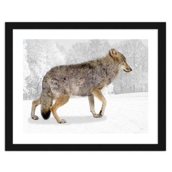 Obraz w ramie czarnej FEEBY Brązowy wilk, 29,7x21 cm - Feeby