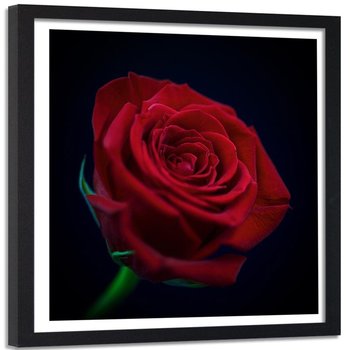 Obraz w ramie czarnej FEEBY, Czerwona Róża Kwiat 50x50 - Feeby