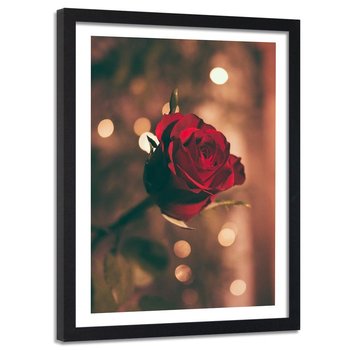 Obraz w ramie czarnej FEEBY, Czerwona Róża Kwiat Natura 40x60 - Feeby