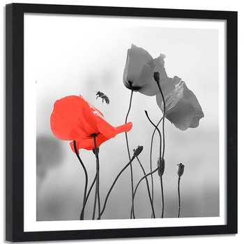 Obraz w ramie czarnej FEEBY, Czerwone Maki Kwiaty 40x40 - Feeby