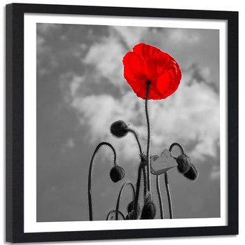 Obraz w ramie czarnej FEEBY, Czerwone Maki Kwiaty Natura 50x50 - Feeby