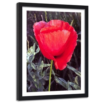 Obraz w ramie czarnej FEEBY, Czerwony Kwiat Maku Natura 40x60 - Feeby