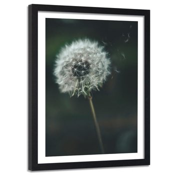 Obraz w ramie czarnej FEEBY, Dmuchawiec Roślina Kwiat 60x90 - Feeby
