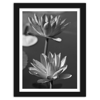 Obraz w ramie czarnej FEEBY Dwie lilie wodne, 60x80 cm - Feeby