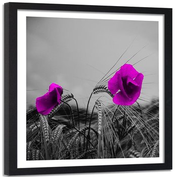 Obraz w ramie czarnej FEEBY, Fioletowe Maki Kwiaty 80x80 - Feeby