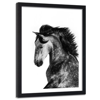 Obraz w ramie czarnej FEEBY, Koń Zwierzęta Galop 40x60 - Feeby